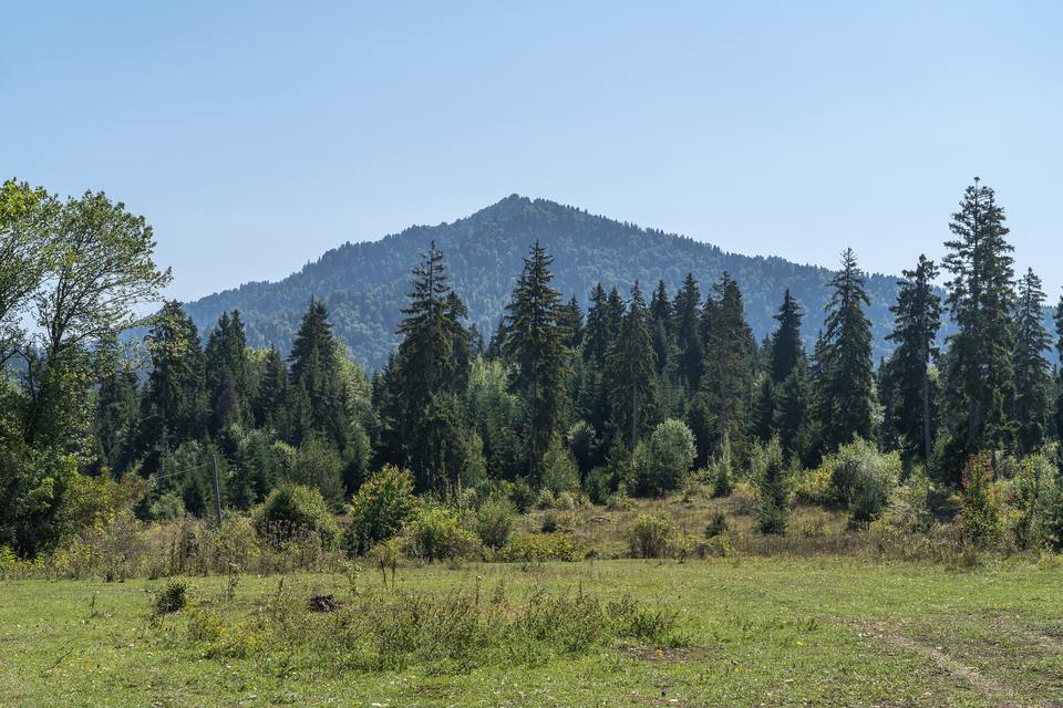 A summer meadow edged with tall conifers below a forested mountain near Libani, between Borjomi and Bakuriani in Georgia, under a clear blue sky